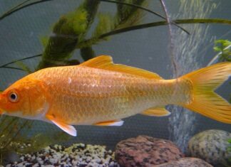 Jak zrobić hybrydy w domu bez lampy?