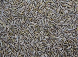 Kto produkuje zegarki Casio?