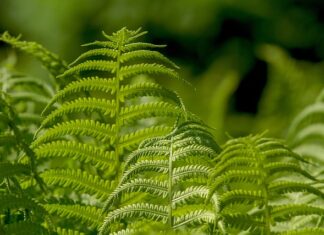 Jak używać wagi jubilerskiej?