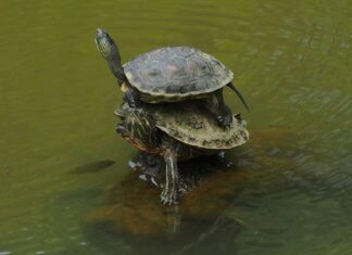 Jak prawidłowo nakładać samoopalacz? Jak prawidłowo nakładać samoopalacz?