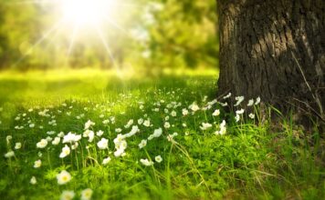 Jak się układa kwiaty?