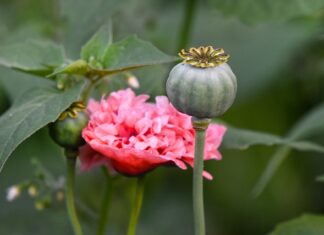 Jaki narkotyk niszczy zęby?