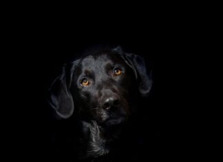 Czy na schodzący paznokieć można nałożyć hybrydę? Czy na schodzący paznokieć można nałożyć hybrydę?