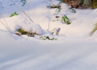 Jakie są skutki obgryzania paznokci?