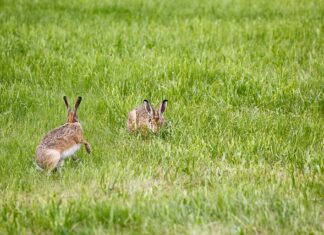 Jak zrobić lampę UV w domu?